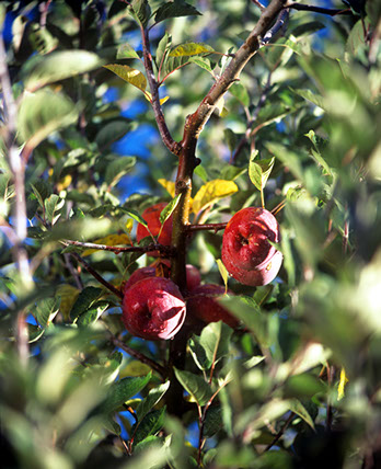 Apple tree of Julian