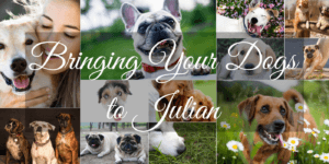 dogs in julian