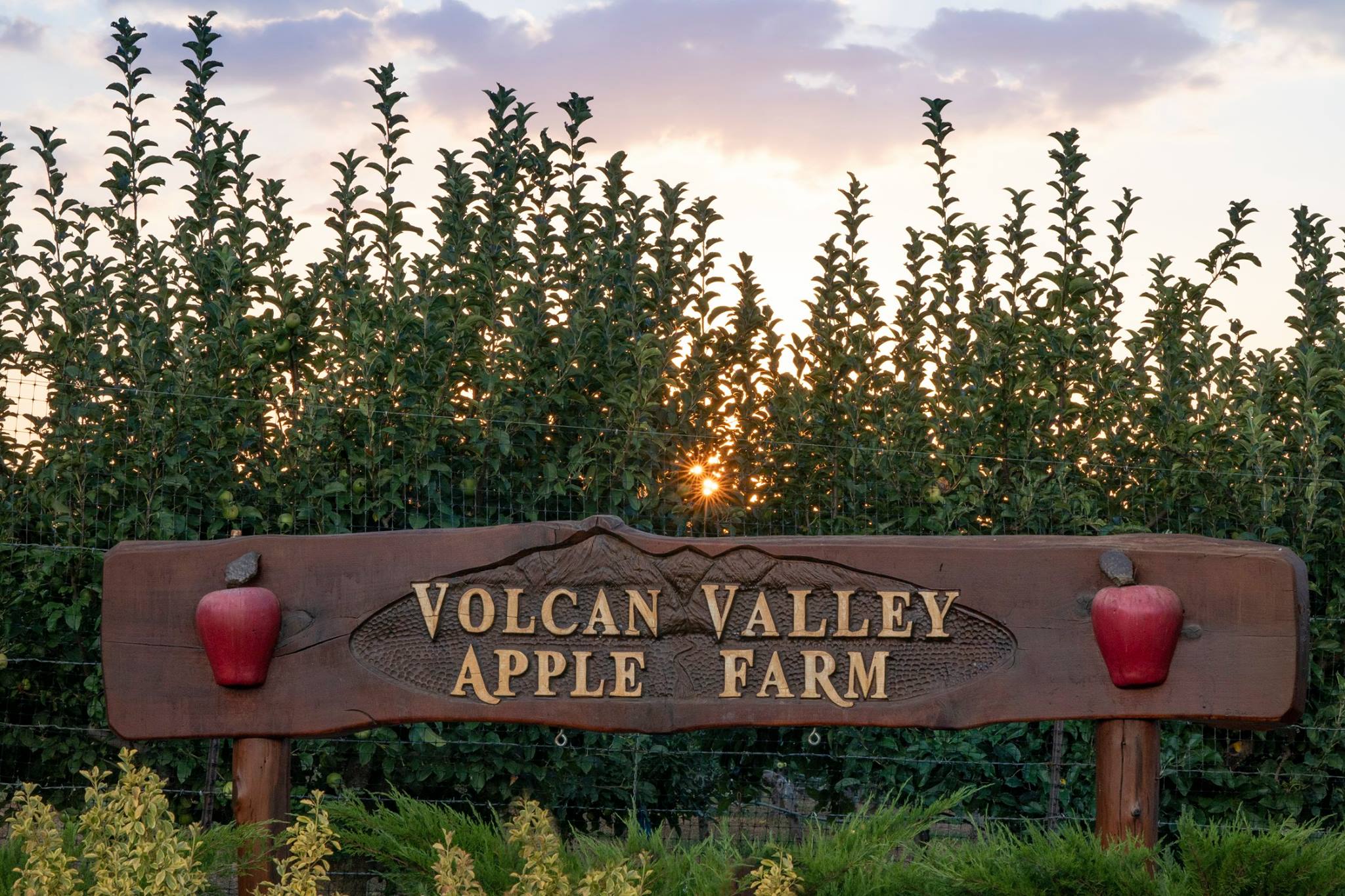 Volcan Valley Apple Farm in Julian