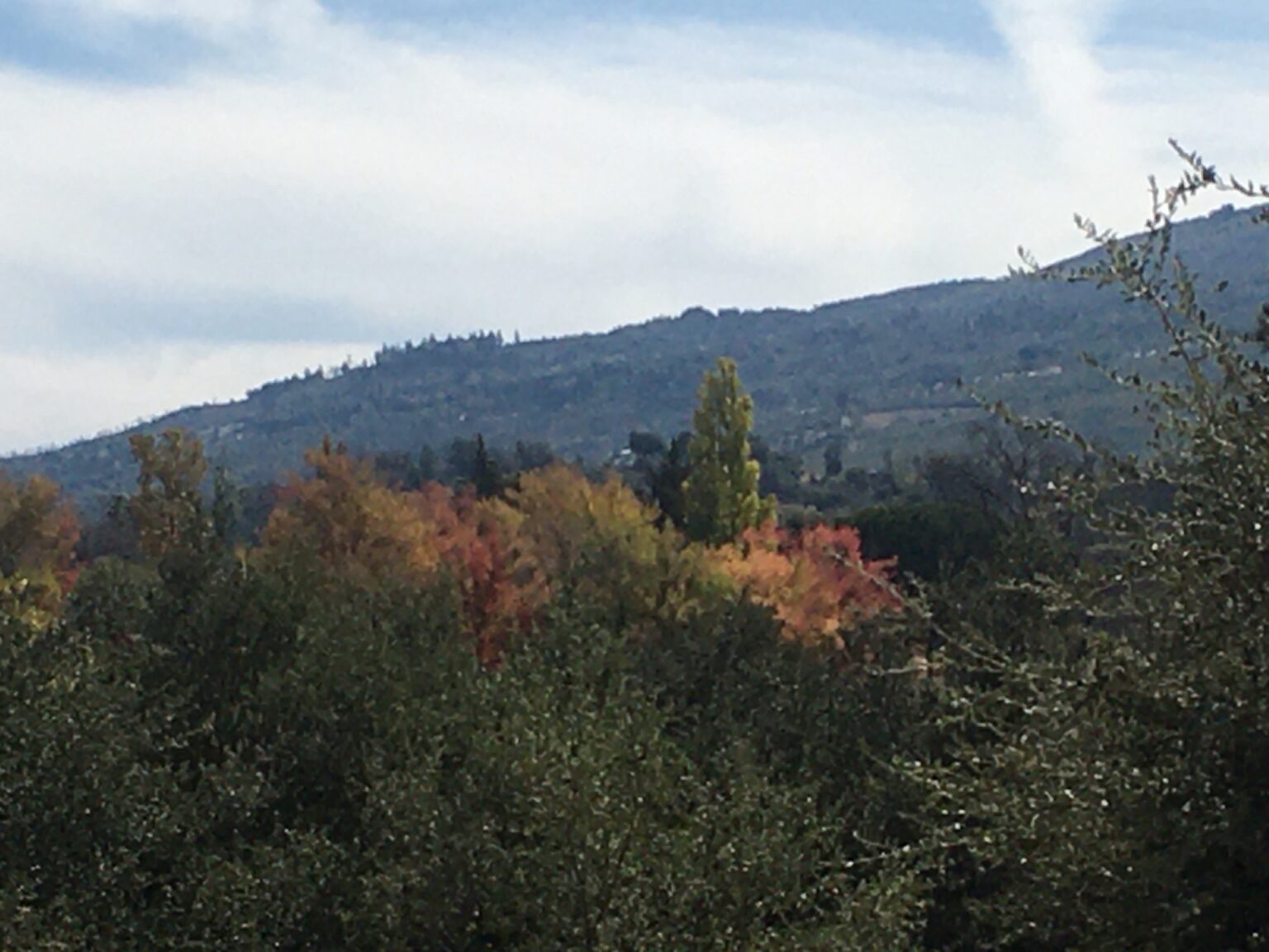 Fall Colors in Julian CA