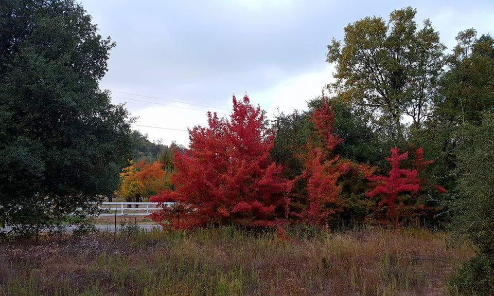 Fall foliage in Julian photo 2021