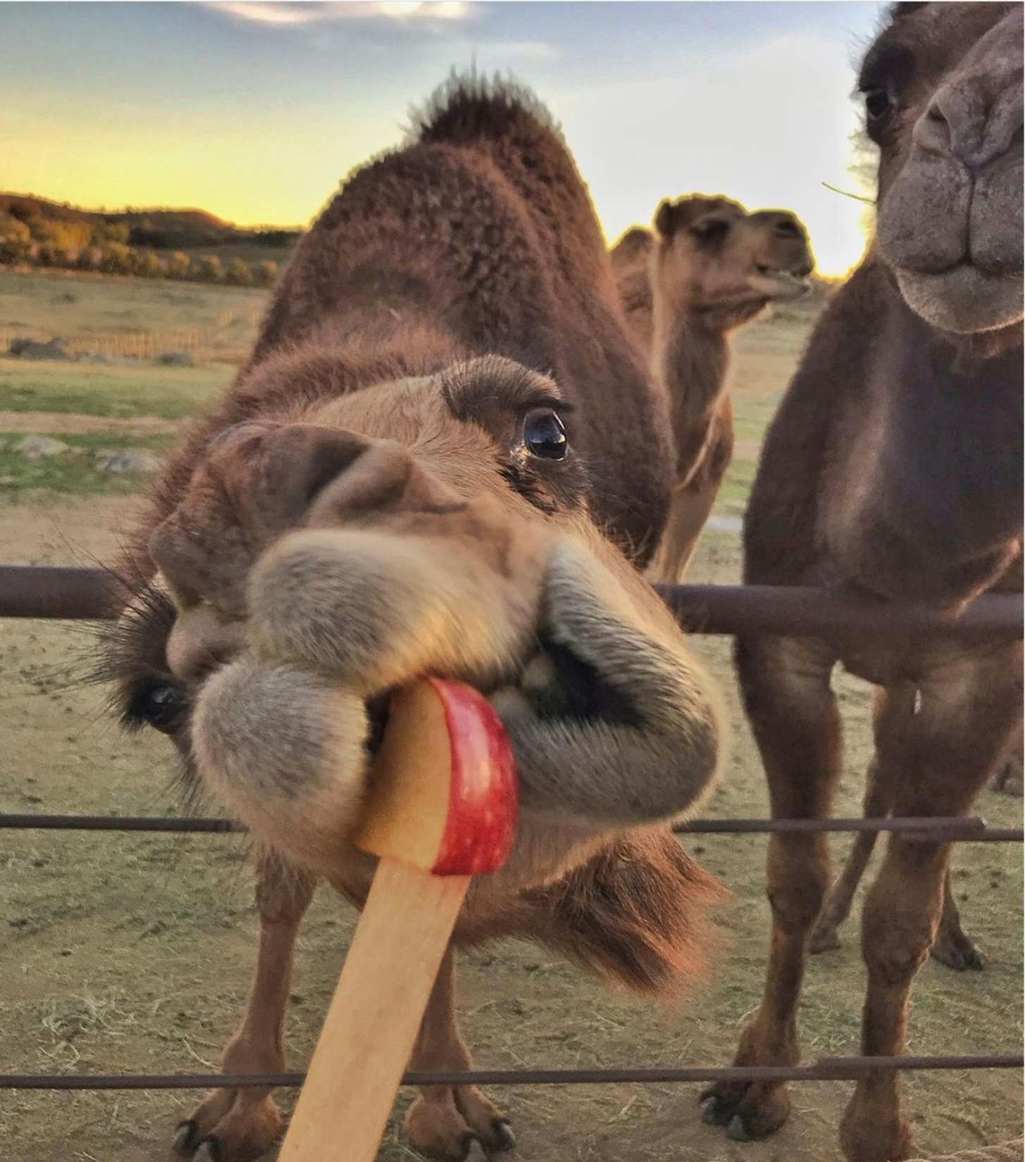 Camels eating apples photo