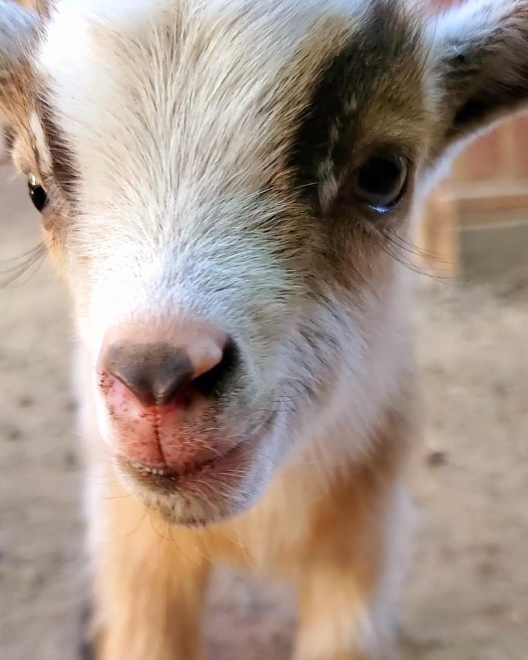 Goat close up photo