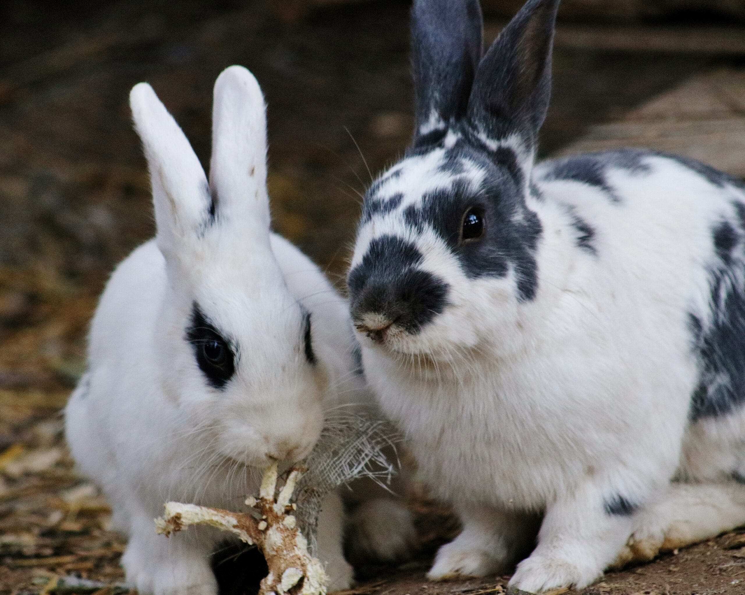 bunnies petting zoo fort cross julian california photo