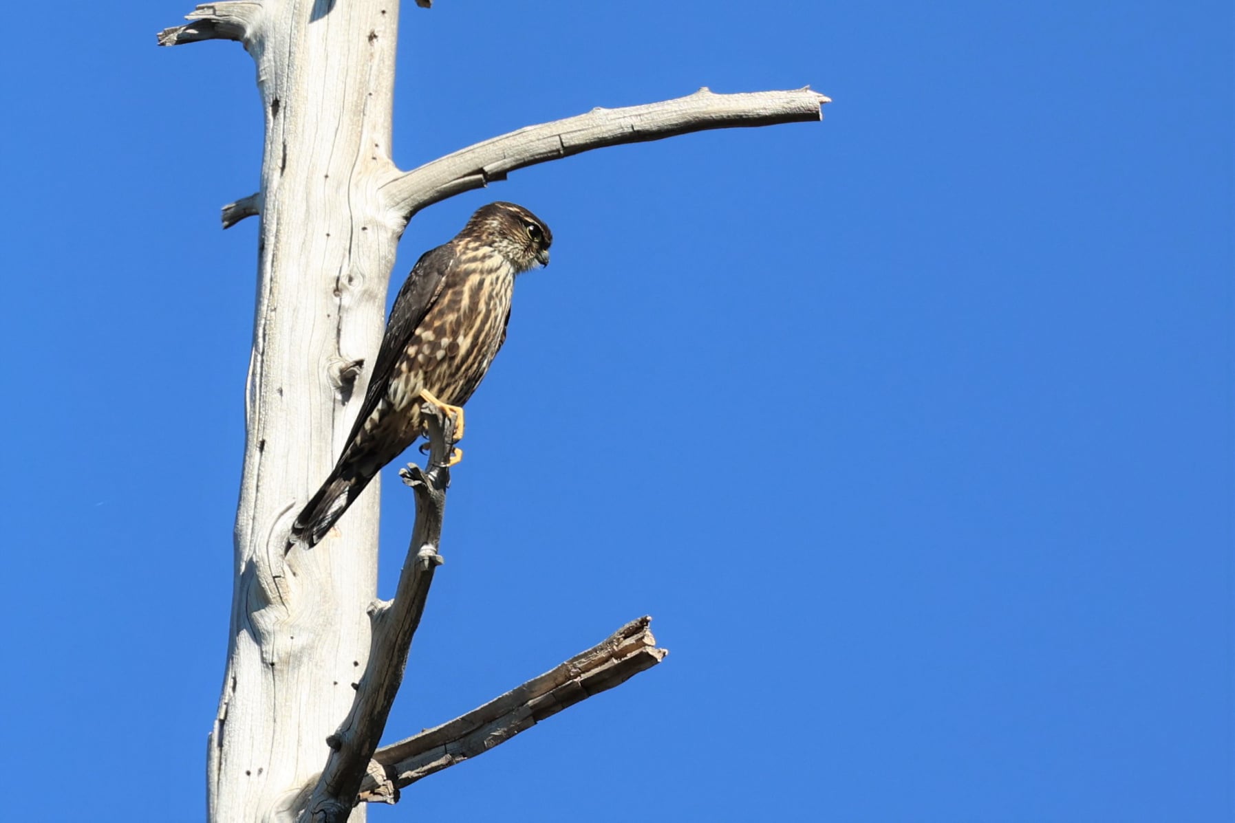 Photo of a hawk at Volcan Mountain Foundation photo