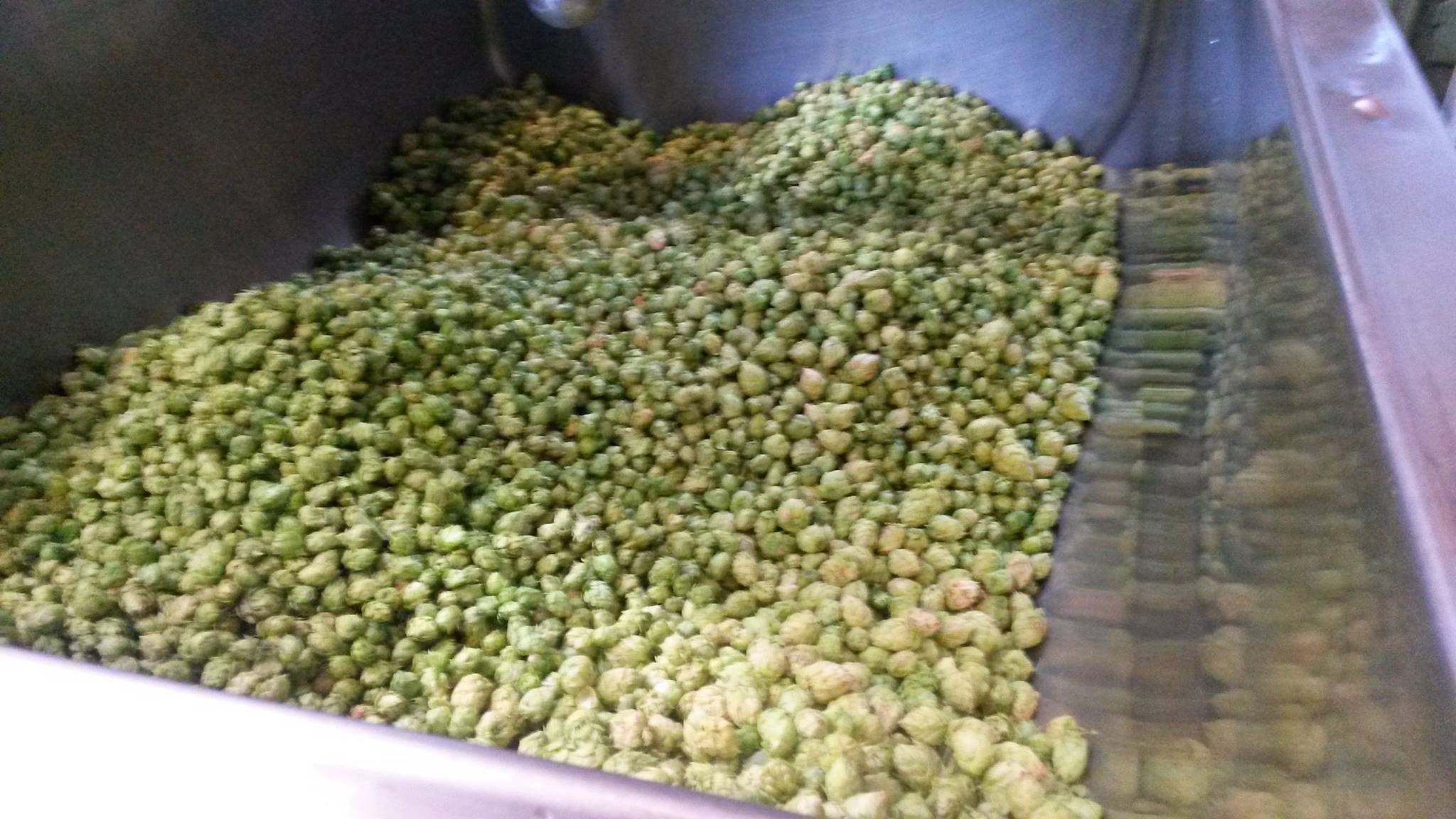 Hops photo from Nickel Beer Company