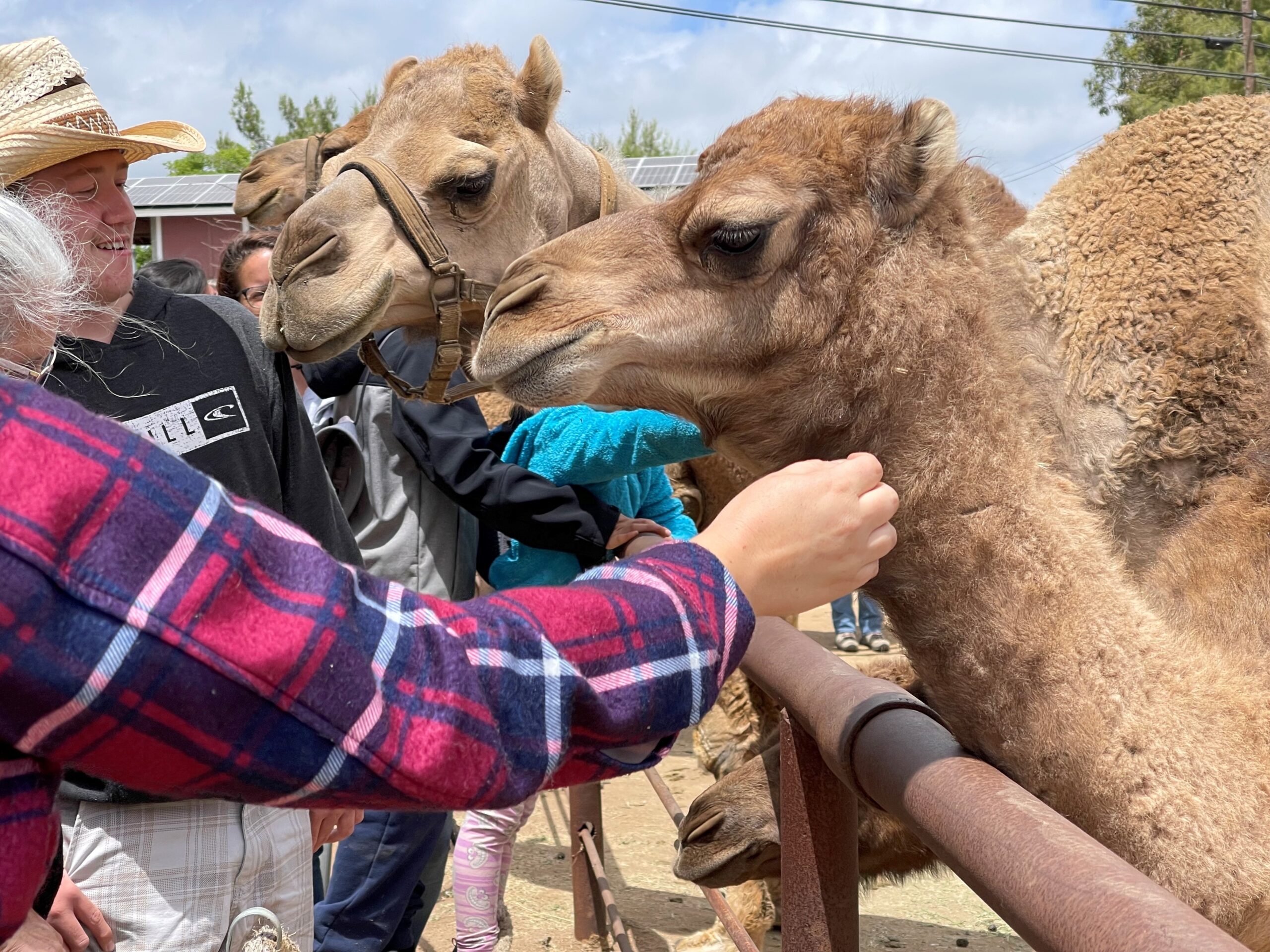Camels from Oasis Camel Foundation & Dairy Open Farm Public Tour