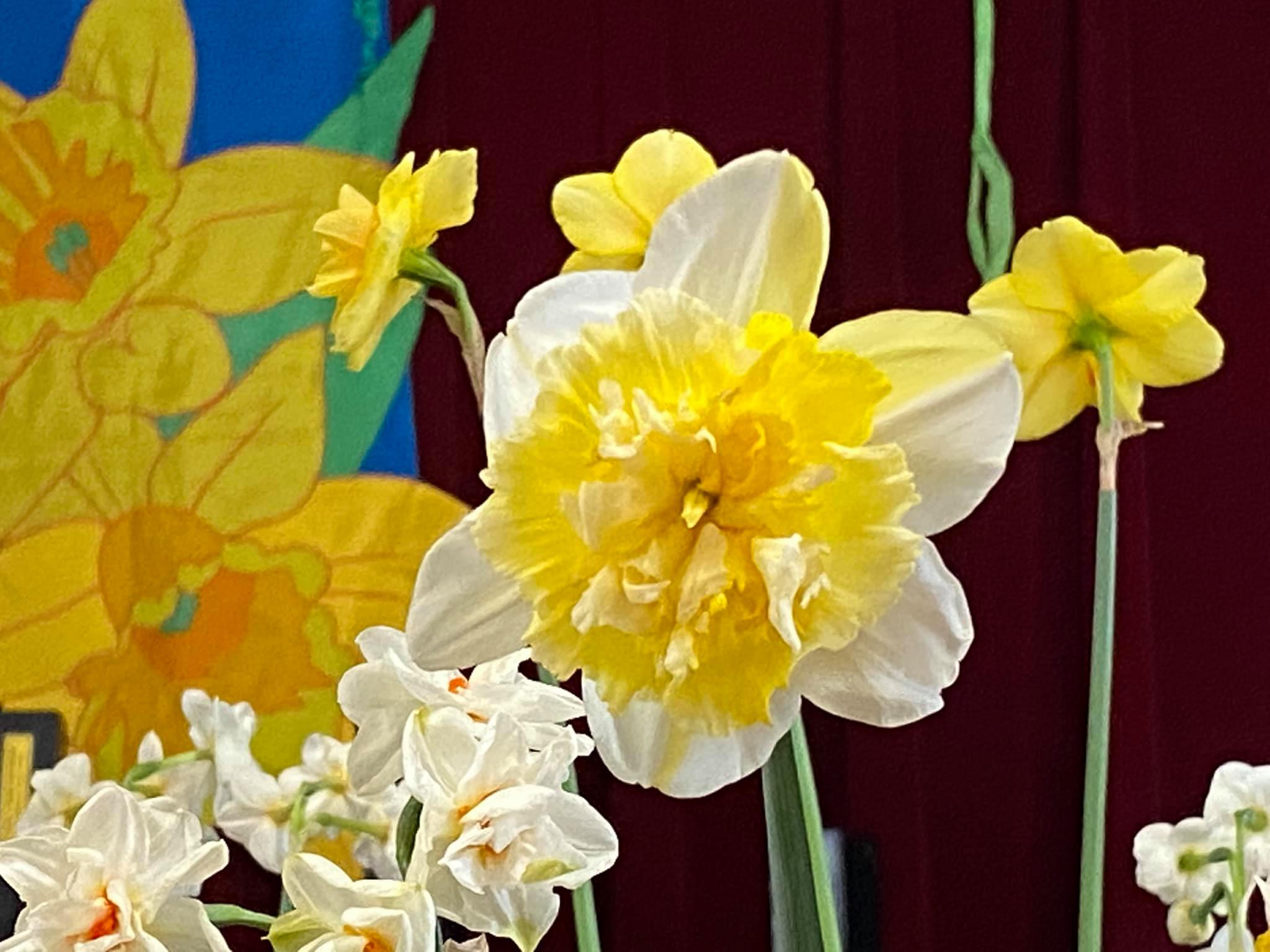 Daffodils from the Julian Daffodil Show
