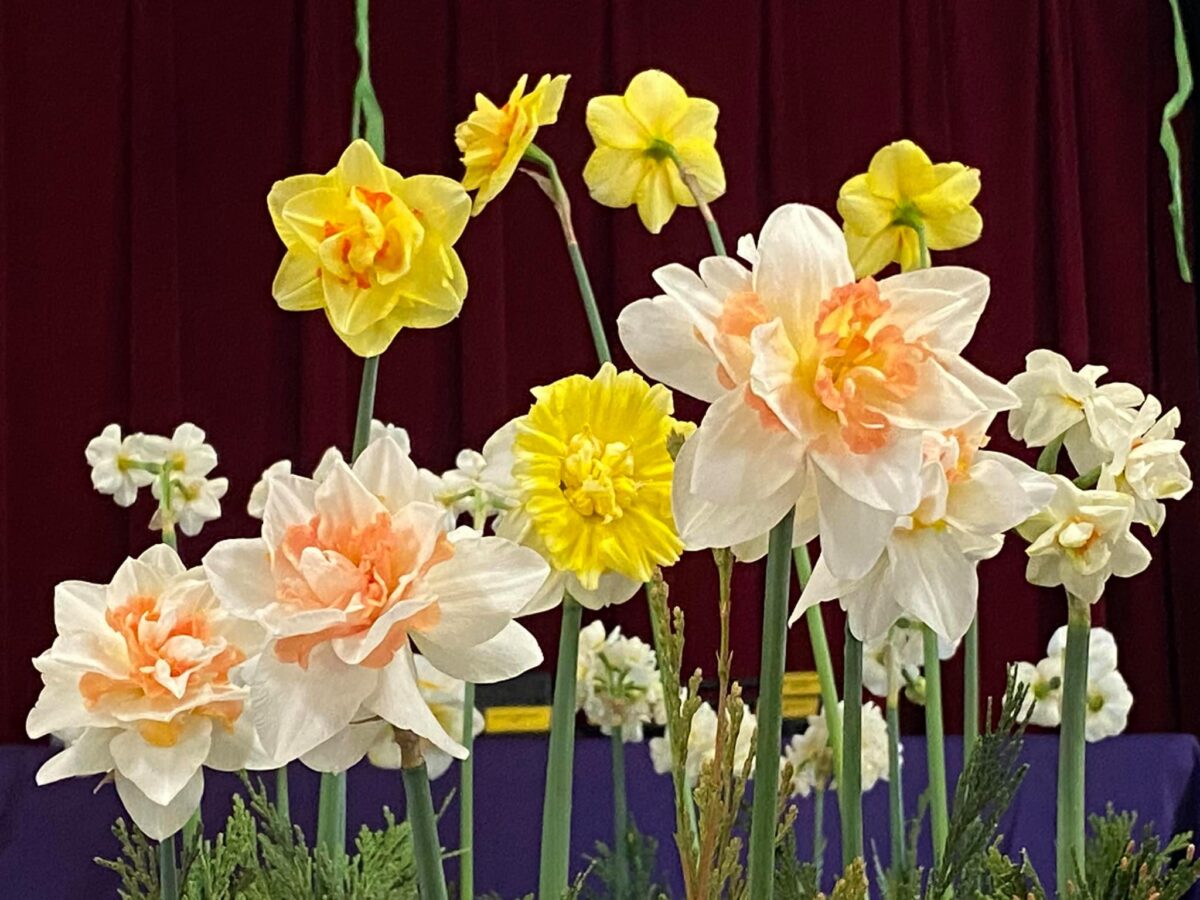 Julian Daffodil Show