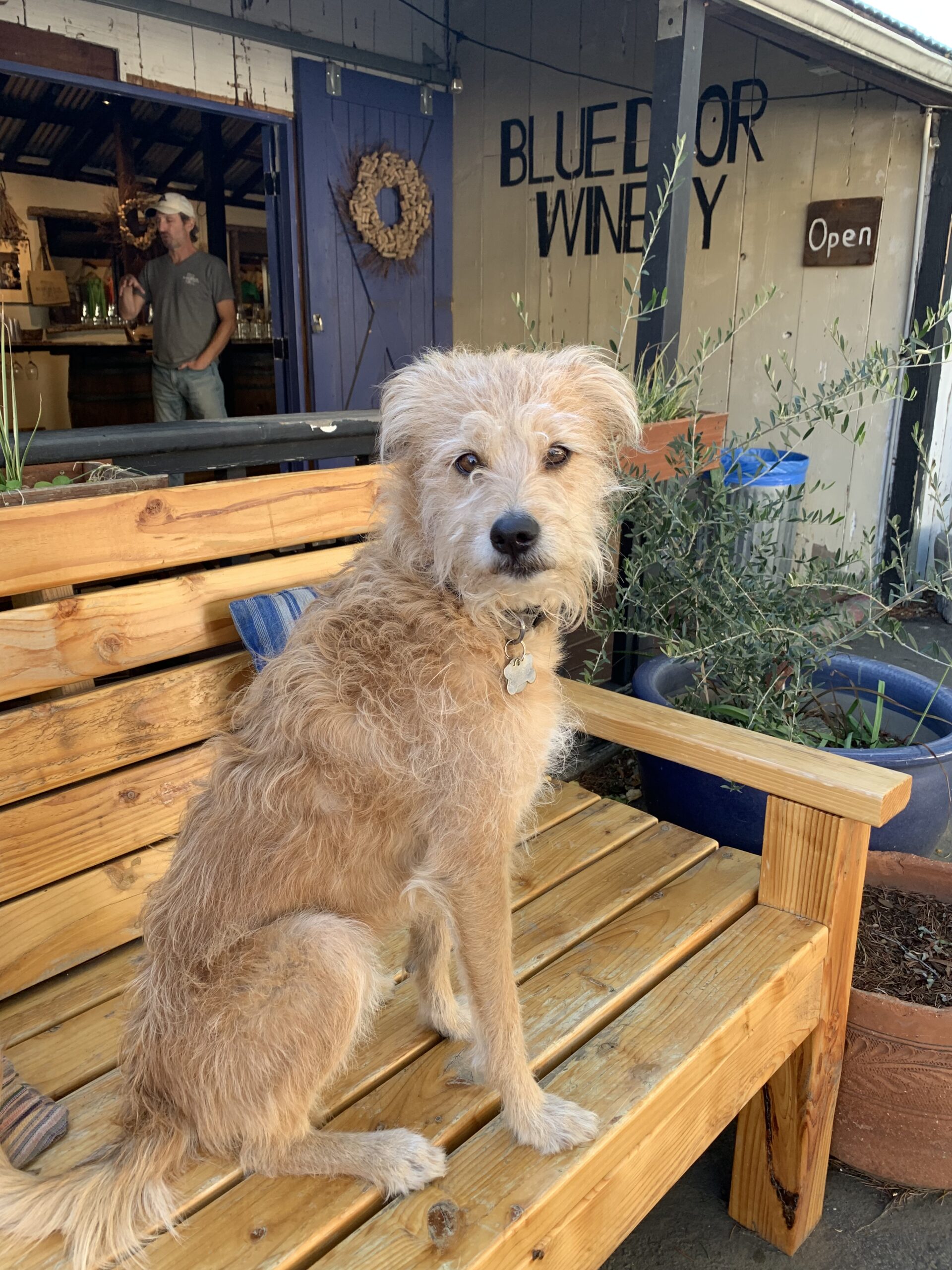 Dog sitting on bench in front of Blue Door Winery photo