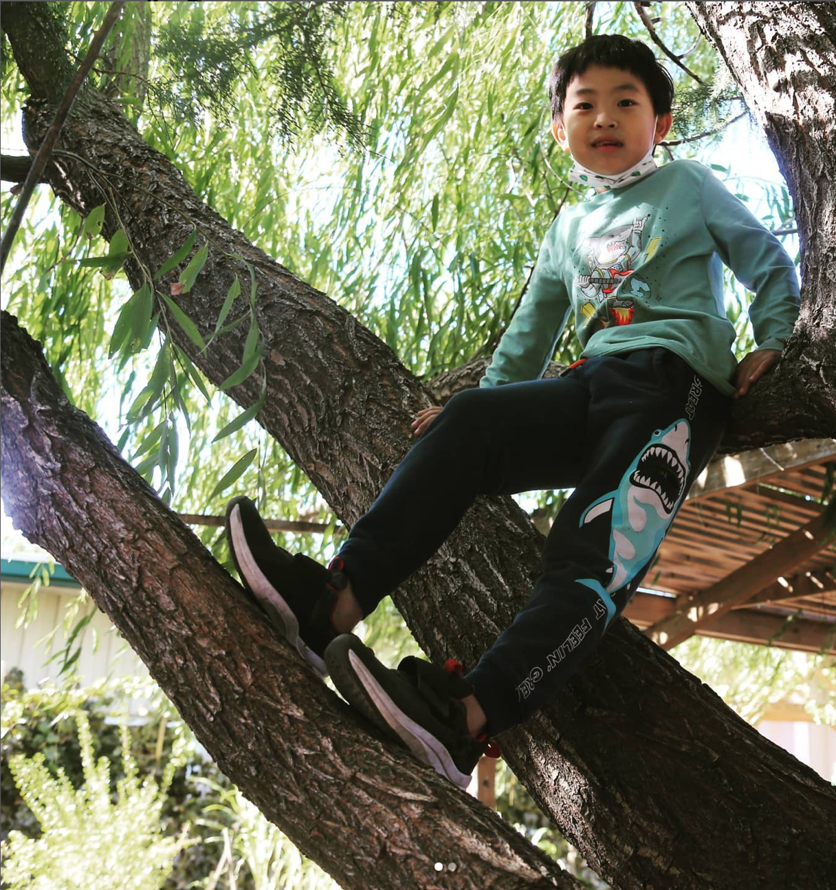Boy sitting a tree photo