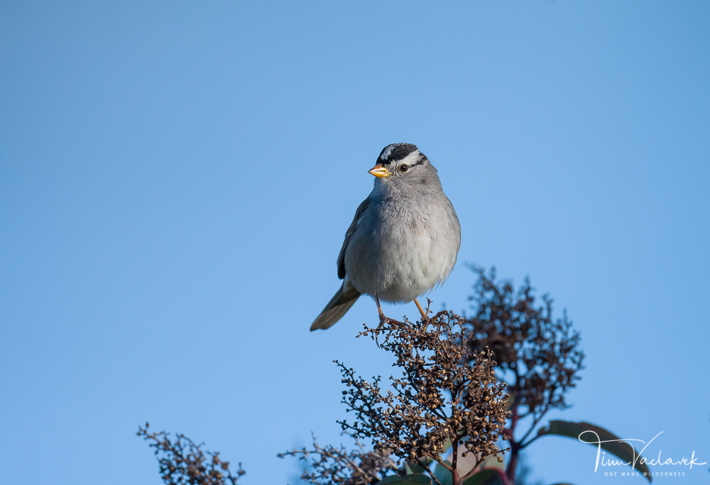 WHITE CROWNED SPARROW Photo