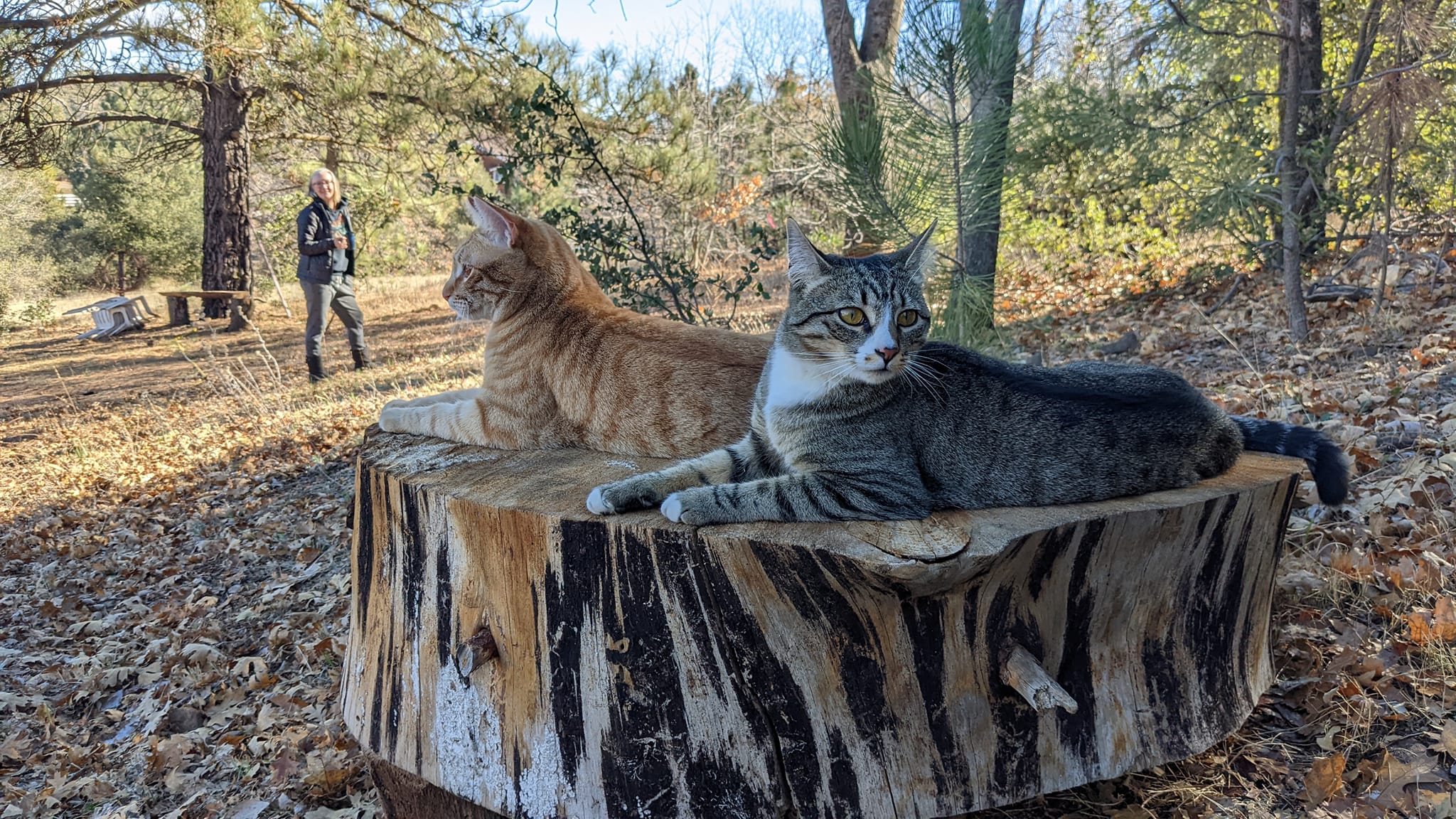Cats on a log photo