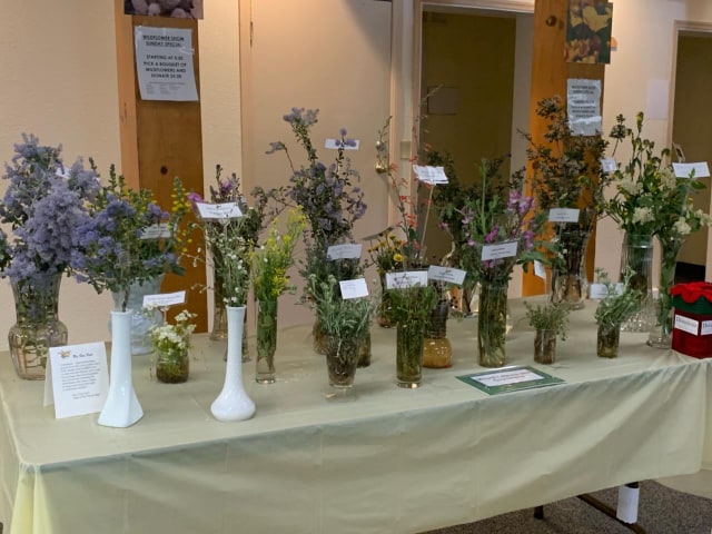 Pictures of wildflowers from Julian wild flower show