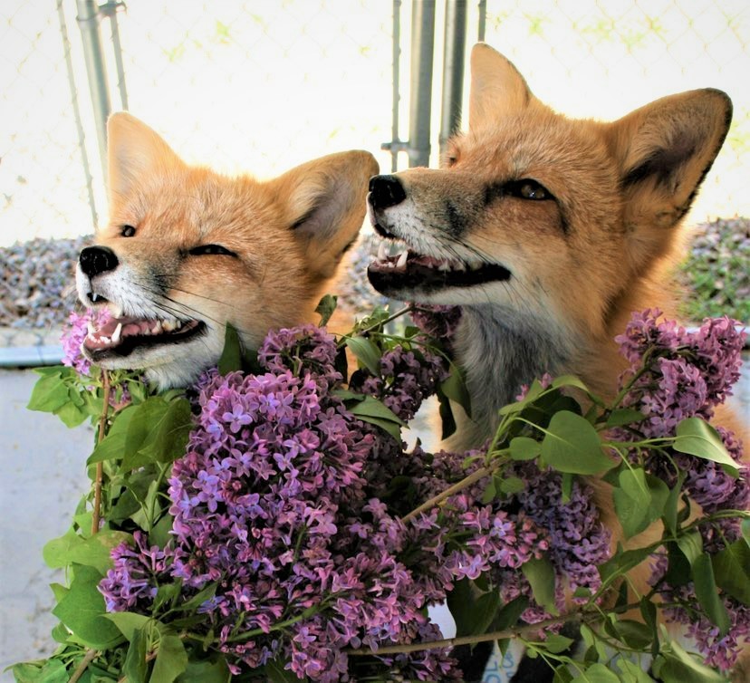 Red Foxes Lilac Festival Fort Cross Old Timey Adventures Julian Wynola California