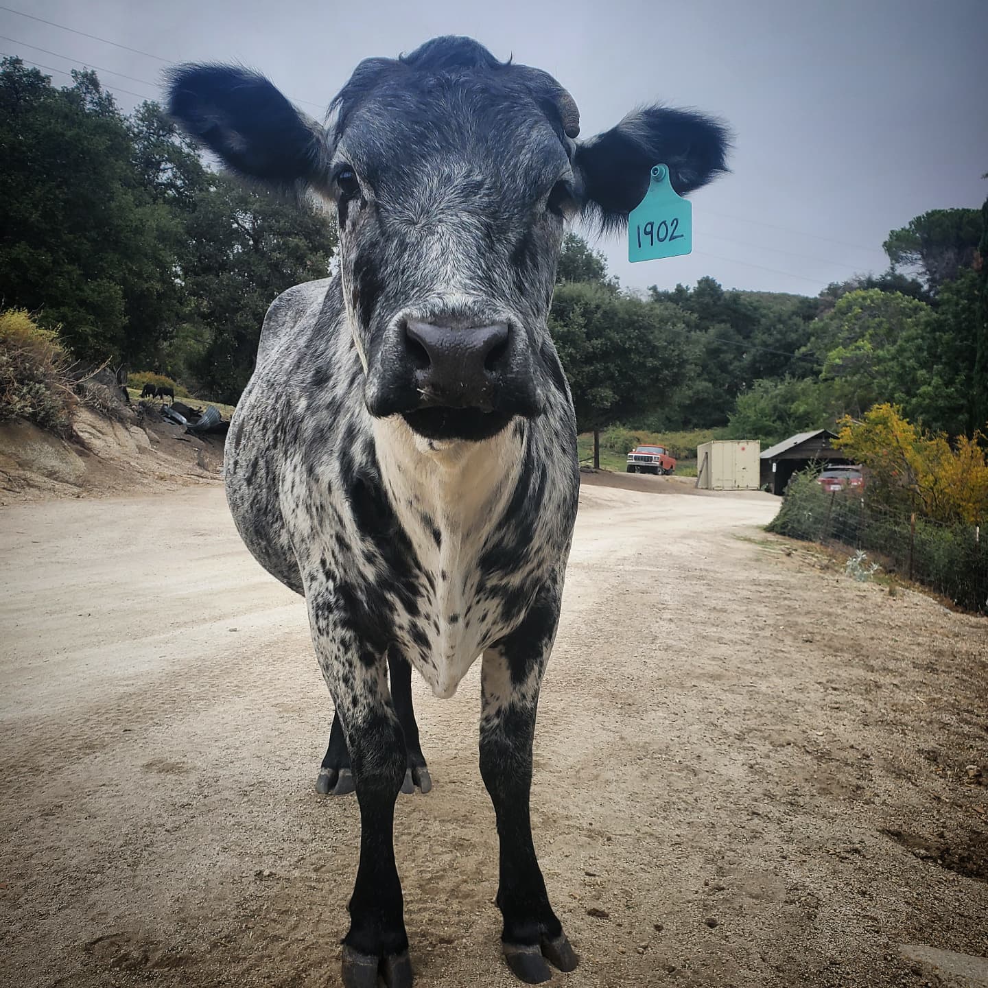 Photo of a black and white cow