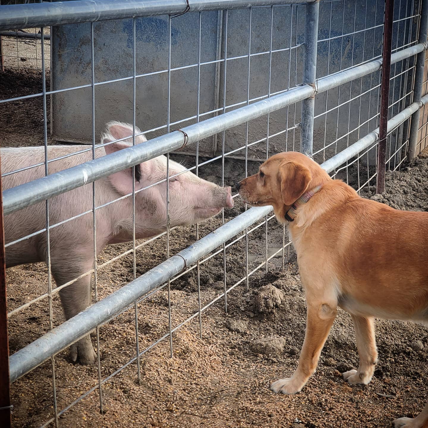 Pig and dog nose to nose at fence photo