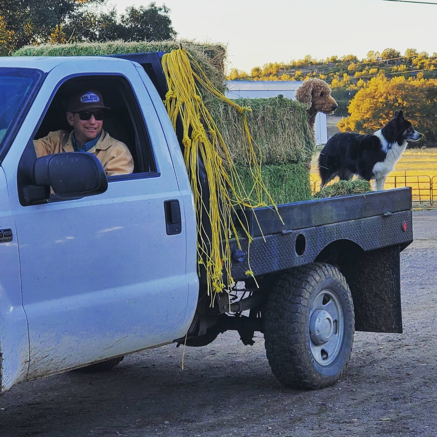 Man driving truck with 2 dogs and hay photo