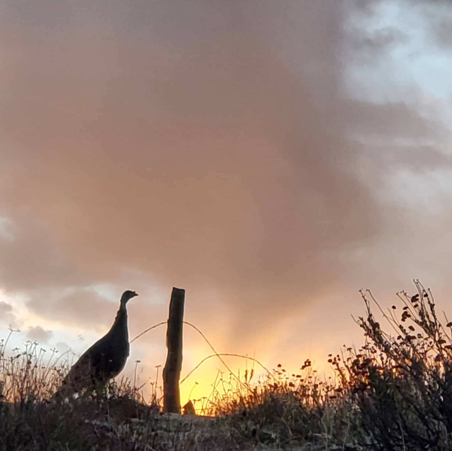 Turkey in a field at sunset photo