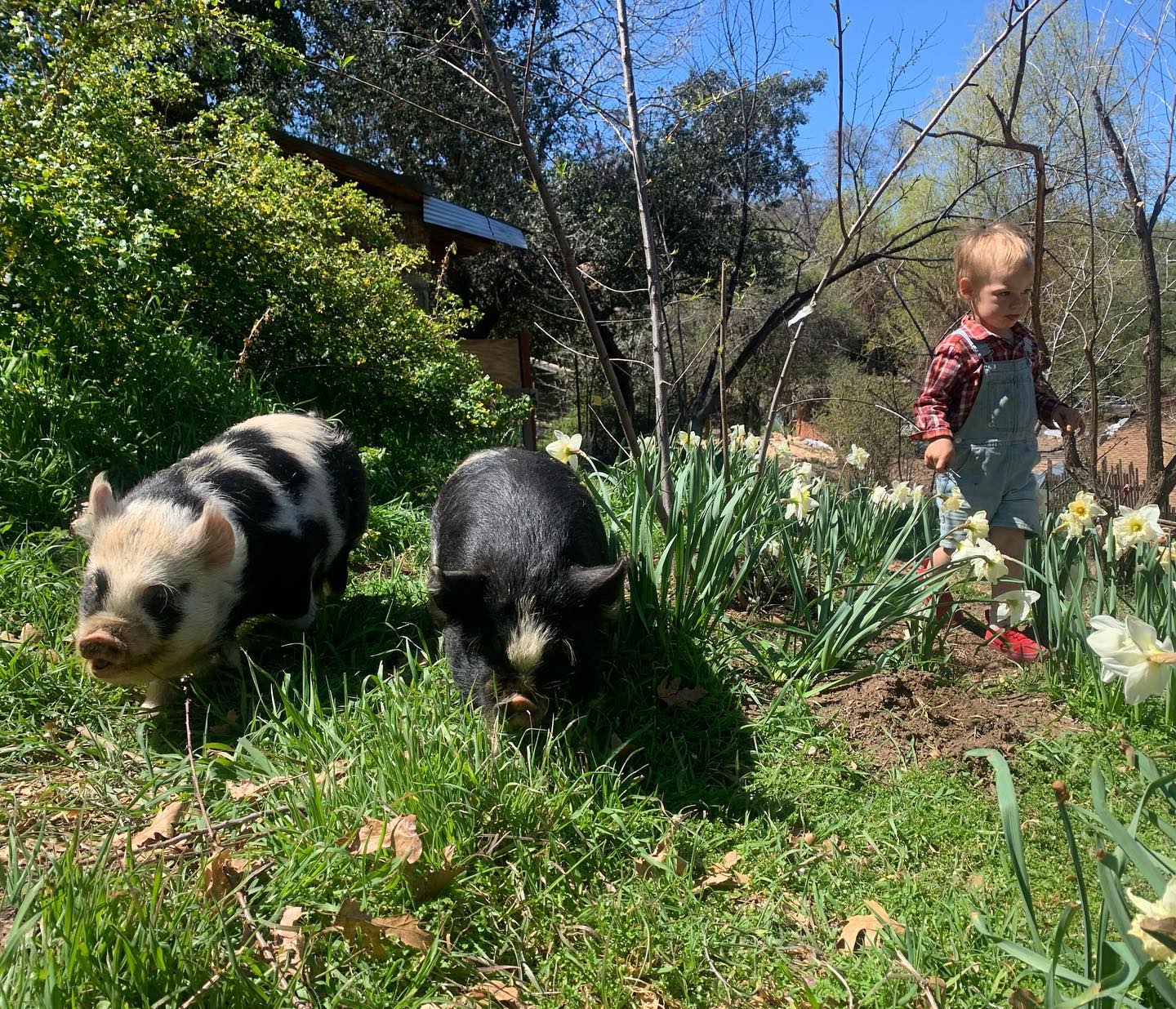 Pigs at Camp Stevens Photo