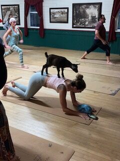 Goat yoga at the Town Hall Photo