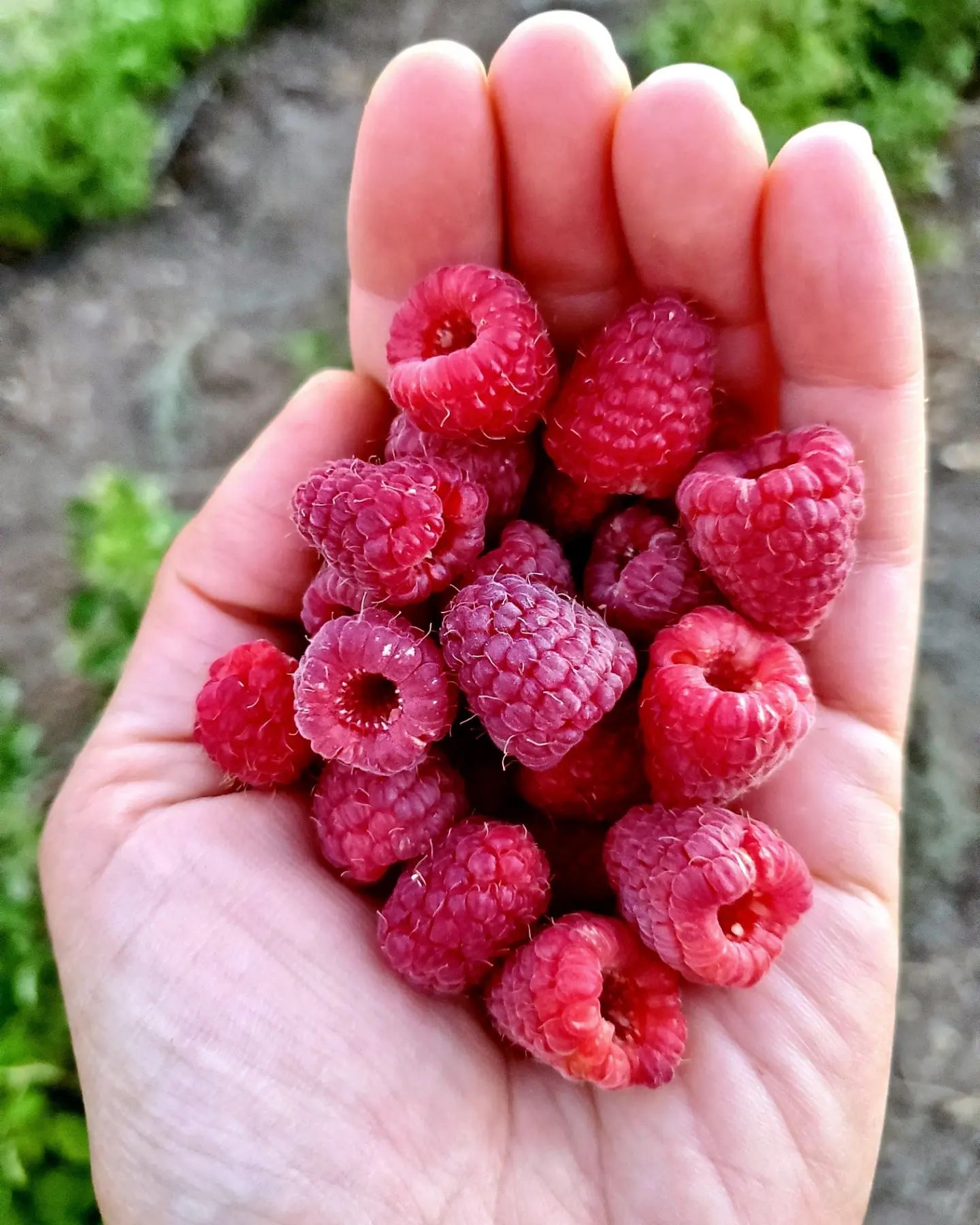 U-pick raspberries fort cross old timey adventures julian wynola ca