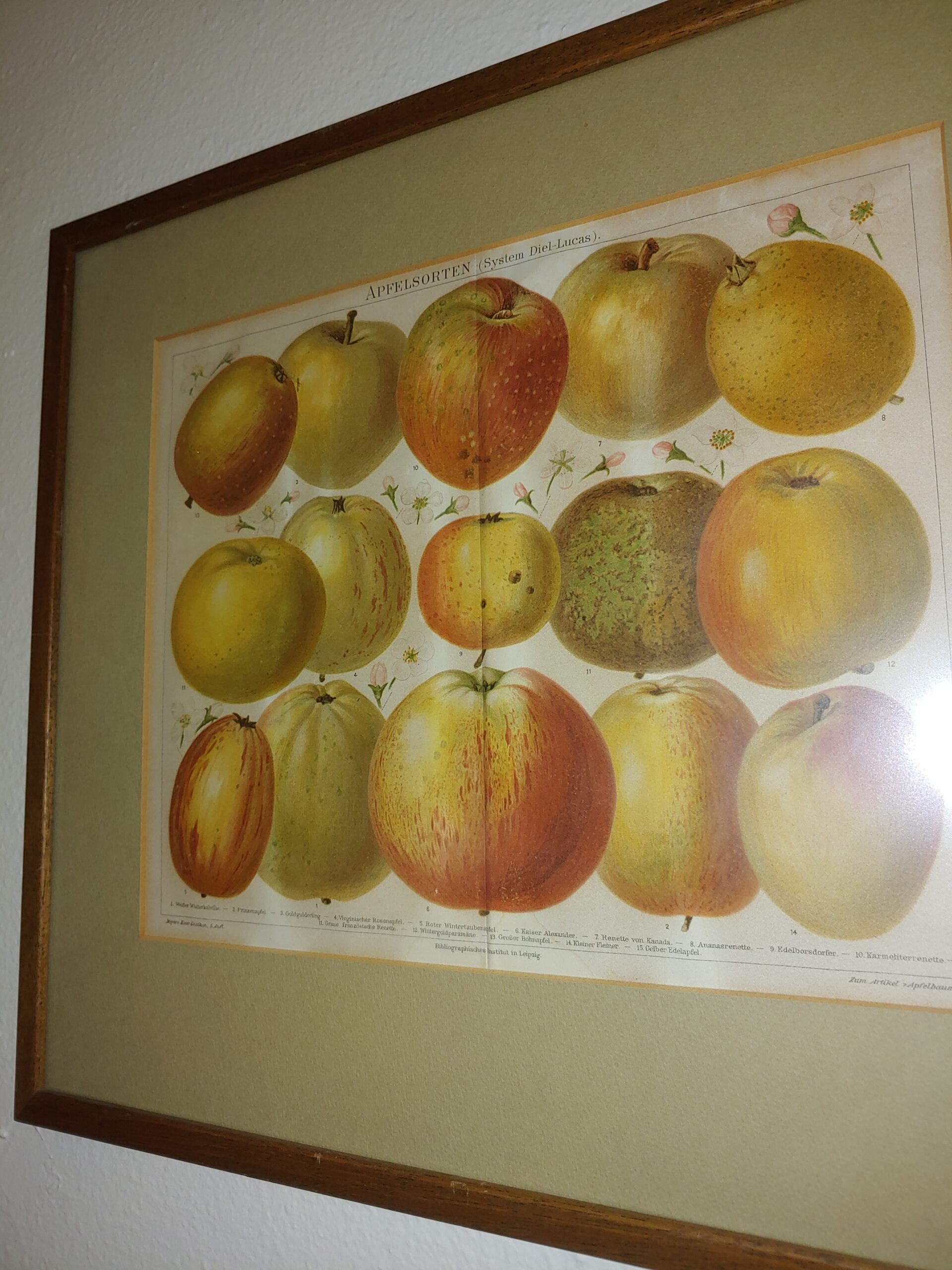Julian Natural History Museum presents Apples Photo