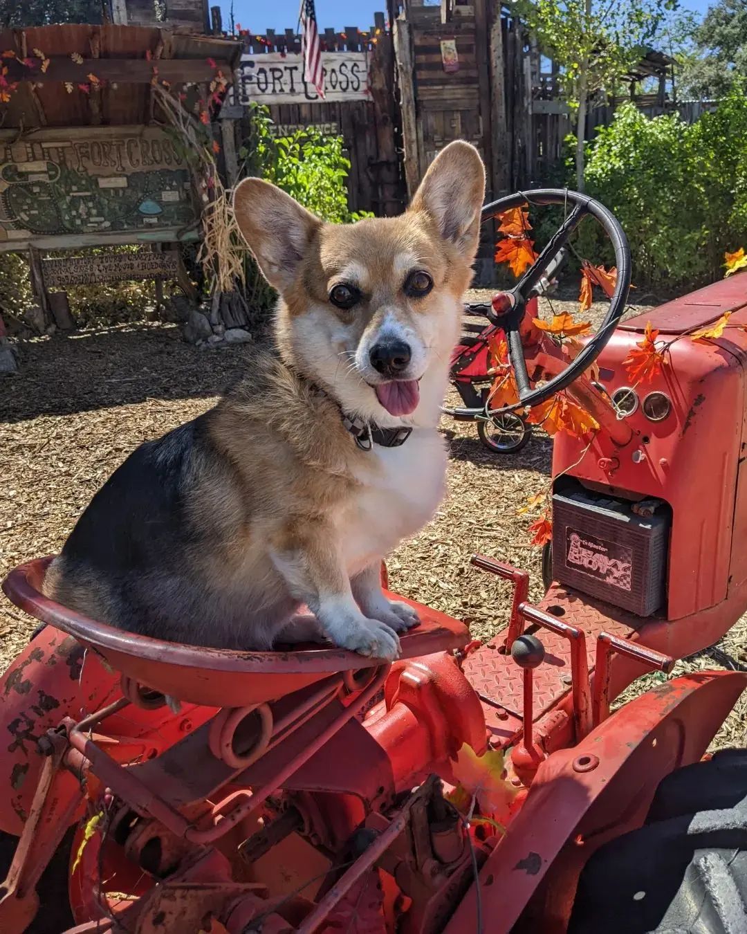 Dog on a tractor photo