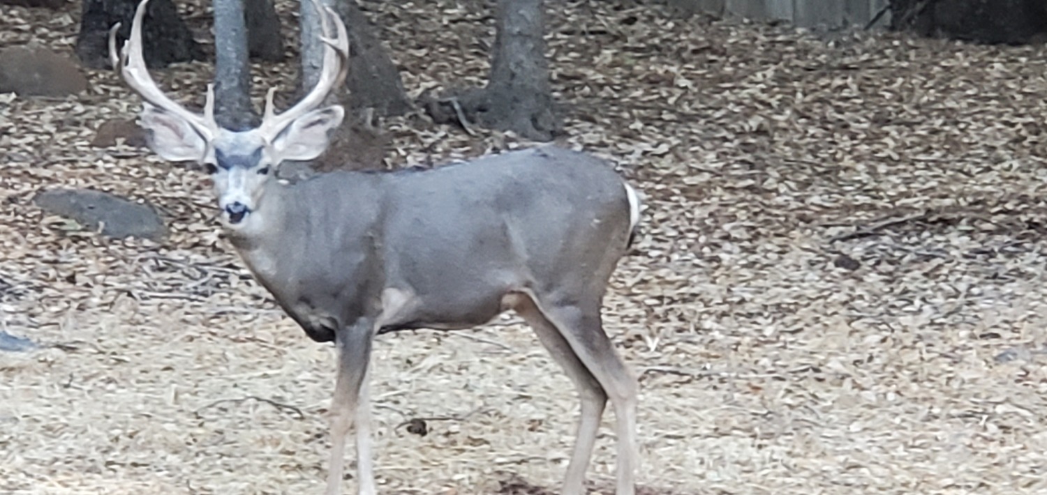 Deer Photo