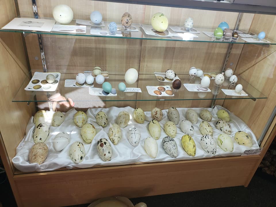 Eggs in display case at Julian Natural History Museum photo