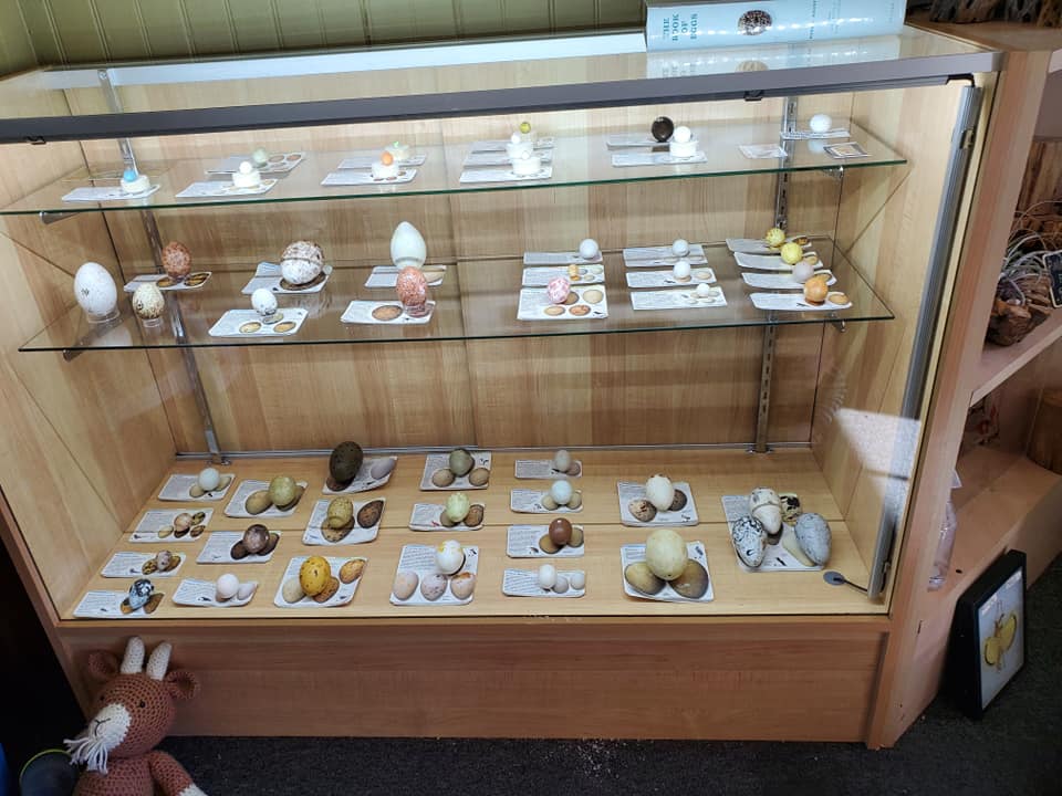 Display case from Julian Natural History Museum Photo
