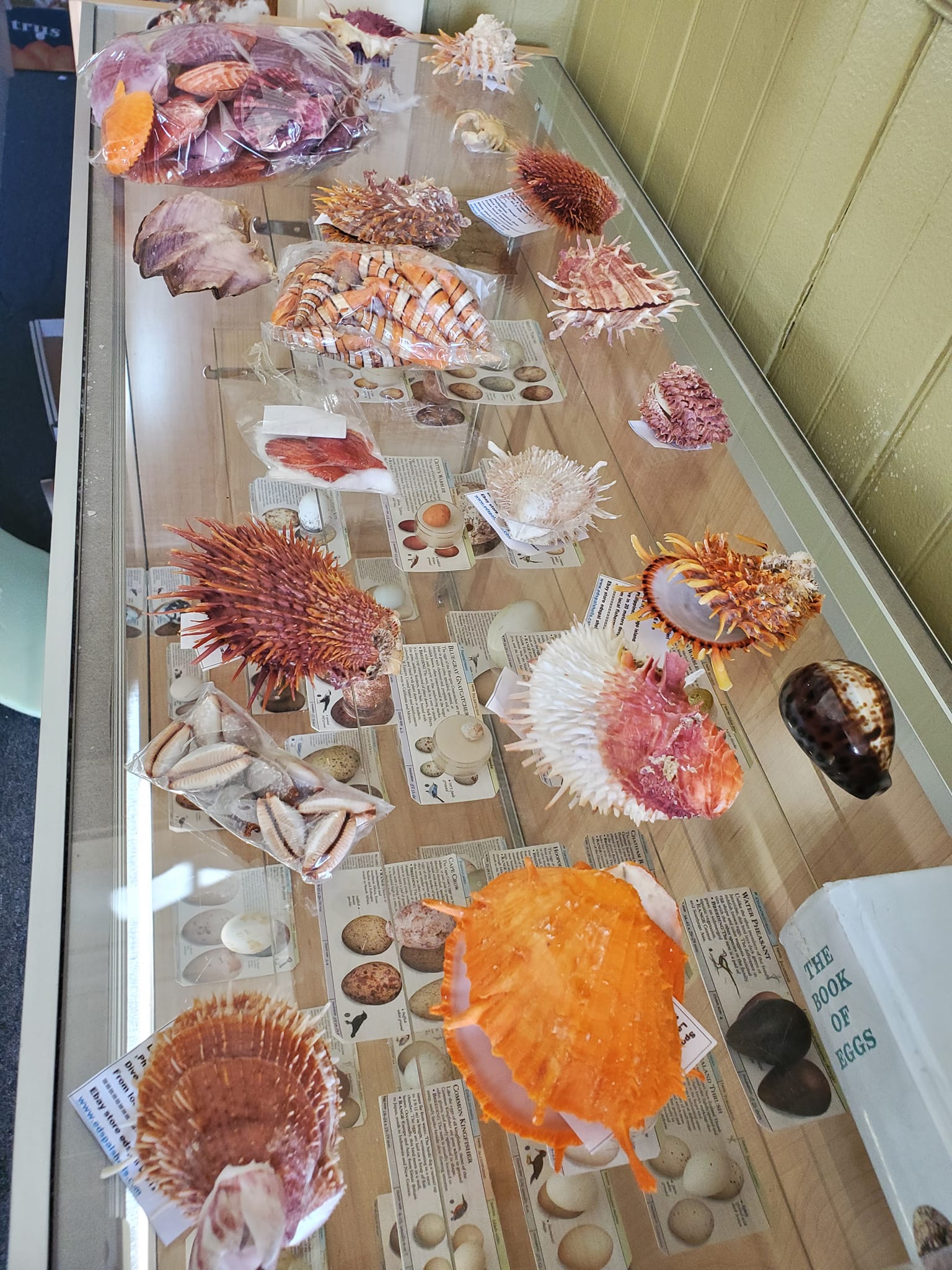 Shells form the Julian Natural History Museum Photo