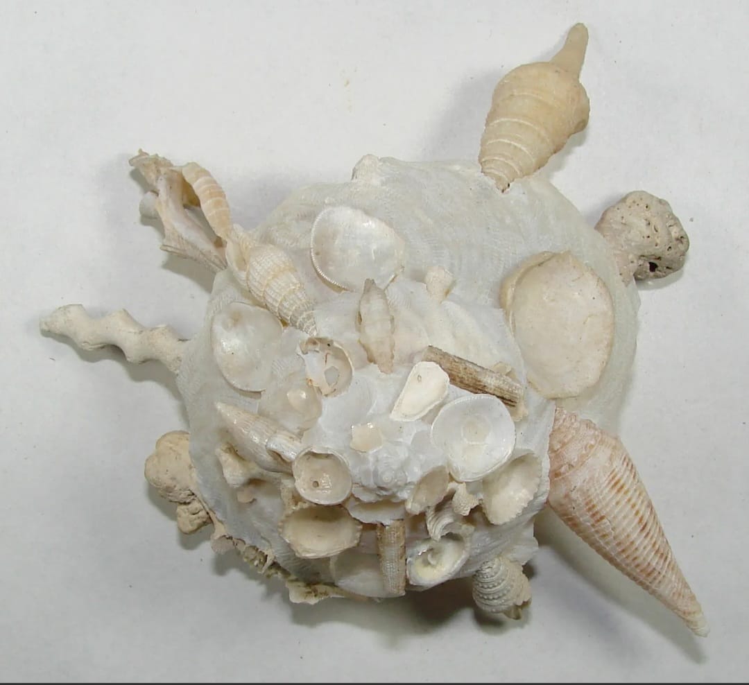 Shells from the Julian Natural History Museum Photo