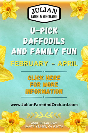 U Pick Daffodils And Family Fun Julian Farm & Orchard Poster